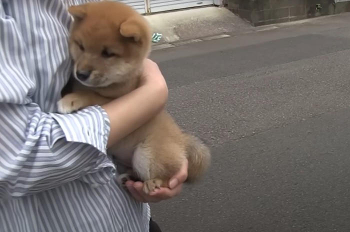 抱っこされ震える子犬