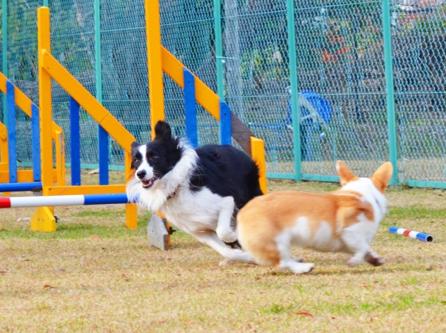 ドッグランで遊ぶ犬達