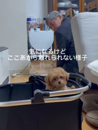 ラテアちゃんを凝視