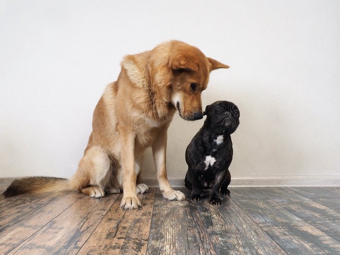 自分より小さい犬の匂いを嗅ぐ茶色い犬