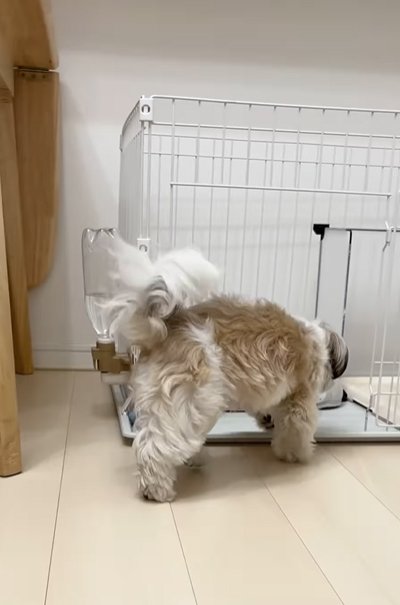 ハウスに入る小型犬