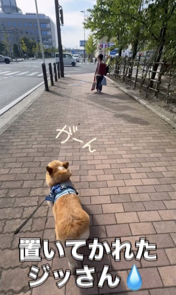 離れていく人を追う犬