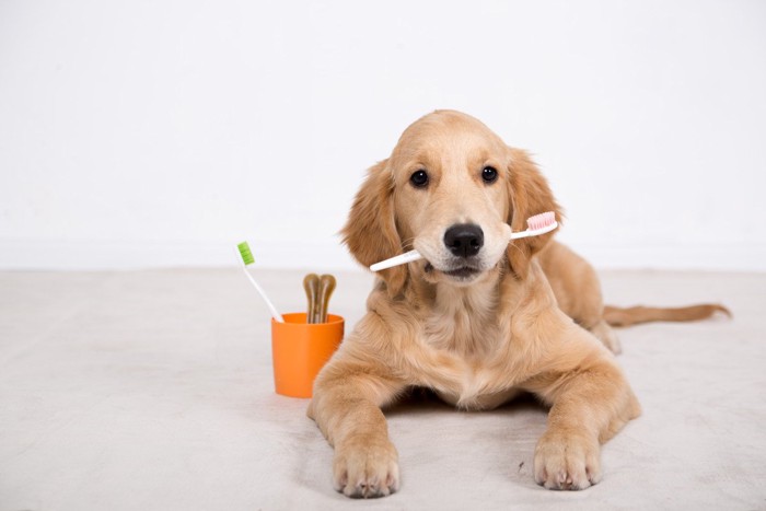 歯ブラシを咥えた子犬