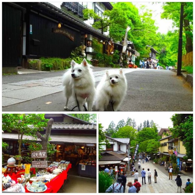 参道の真ん中に犬