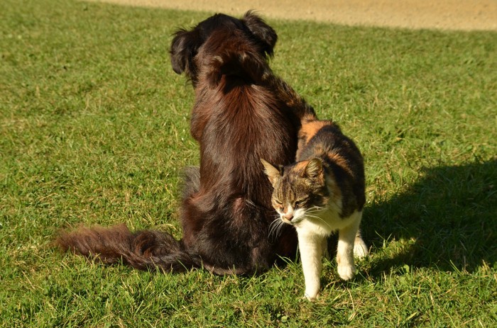 犬と猫