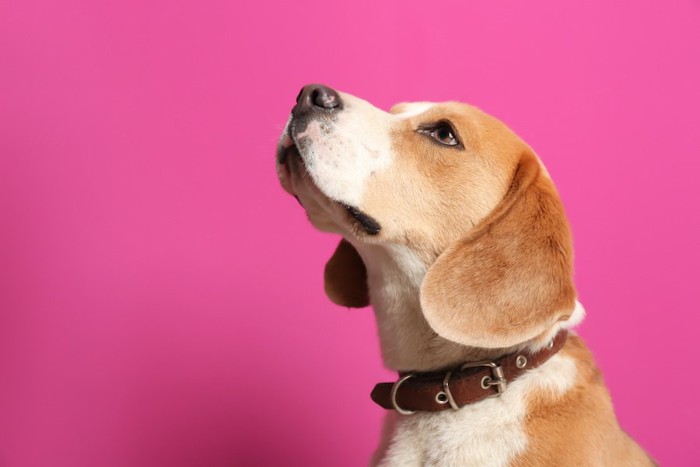 上を見つめている首輪をしたビーグル犬