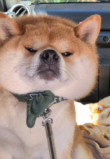 秋田犬みたいな顔に…！！