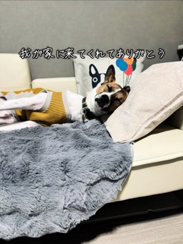 ソファで眠る犬
