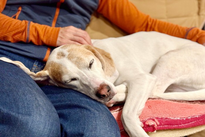 膝枕、茶白の犬