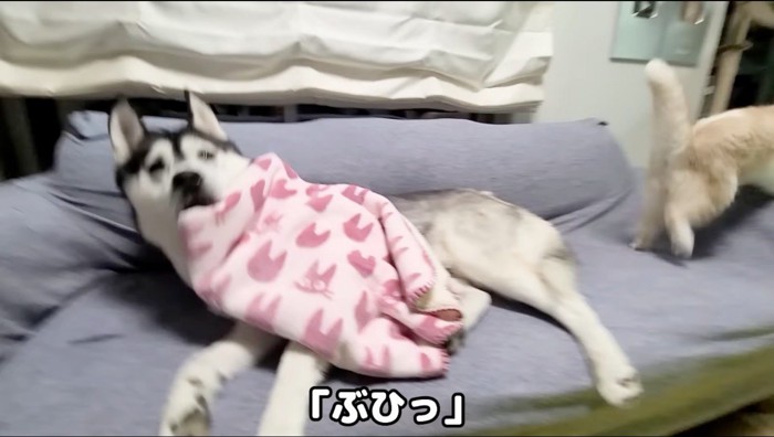 驚いて目を覚ますハスキー犬