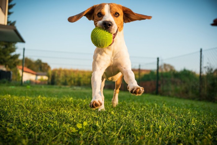 ボールをくわえて走ってくる犬