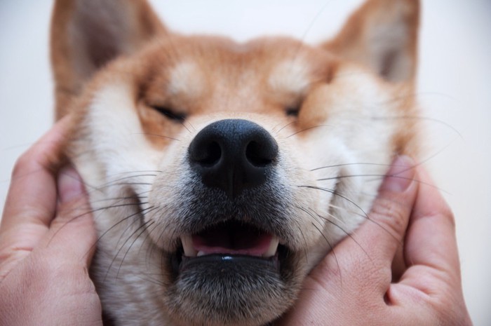 頬を揉まれる犬