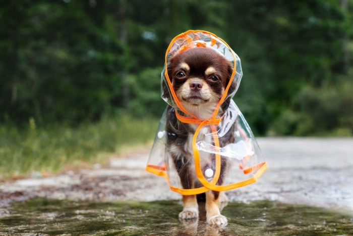 カッパを着て佇む犬