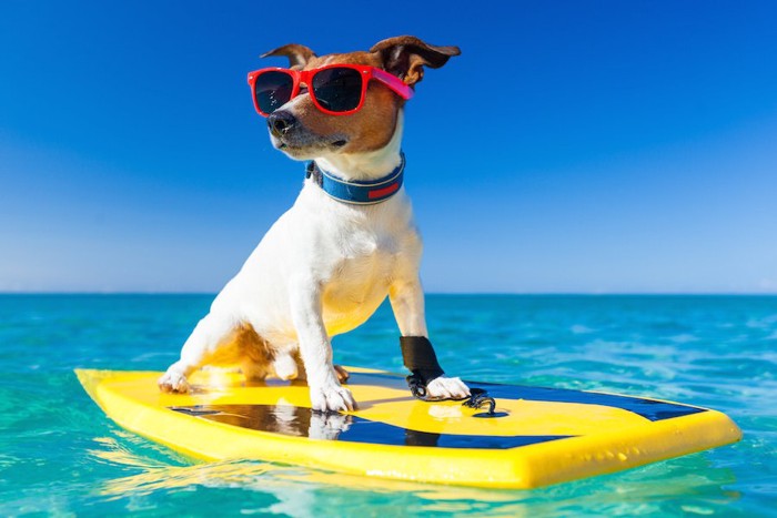 海でサングラスをしてサーフボードに乗る犬