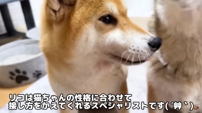 猫の親代わりを務める柴犬リコちゃん