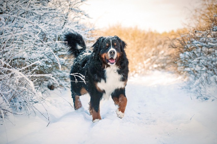 雪の中の犬