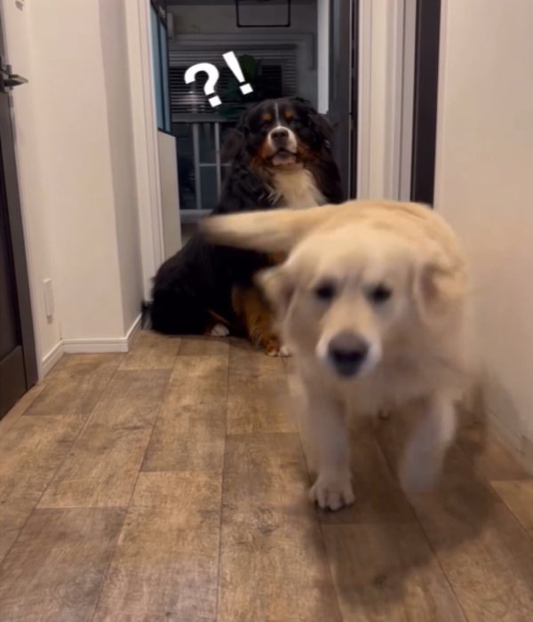 走る犬1