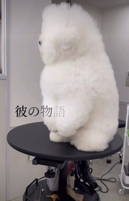 もっふもふのビションフリーゼ