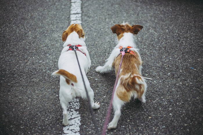 並んで歩く犬