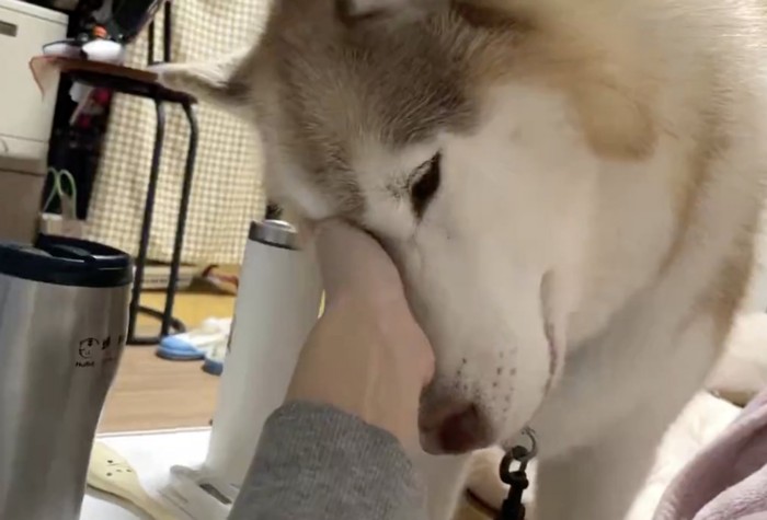 構ってほしいのね