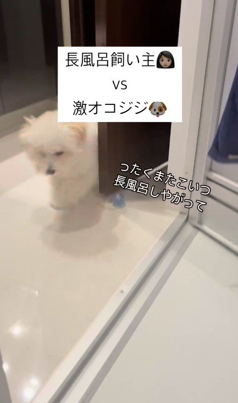 お風呂場に突撃するジジくん