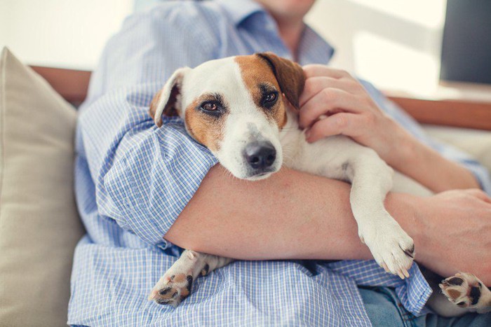 シャツを着た飼い主に抱っこされる犬