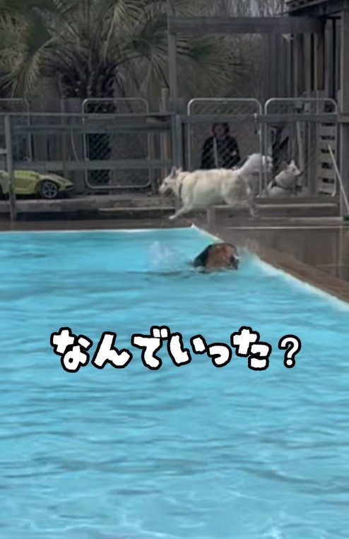 プールへ沈む大型犬