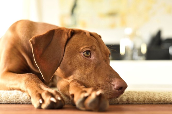 ラグの上でくつろぐ犬