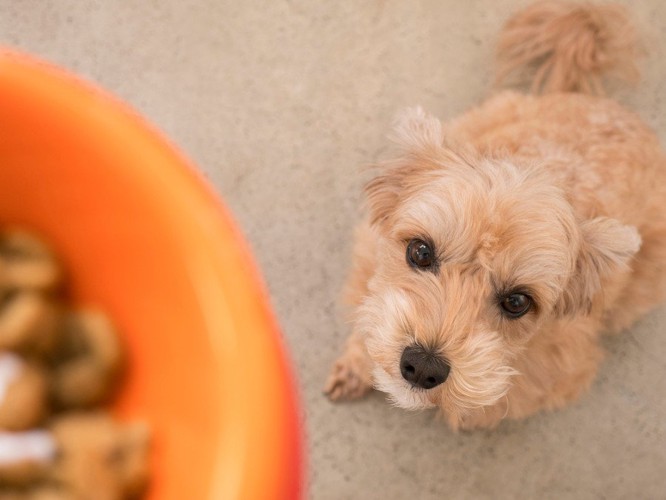 ドッグフードを見つめる犬