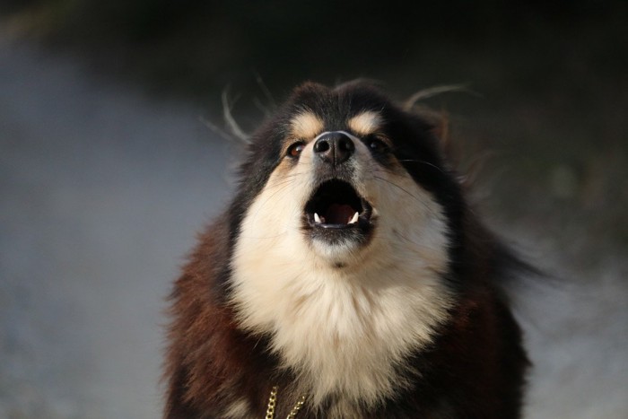 吠えている犬