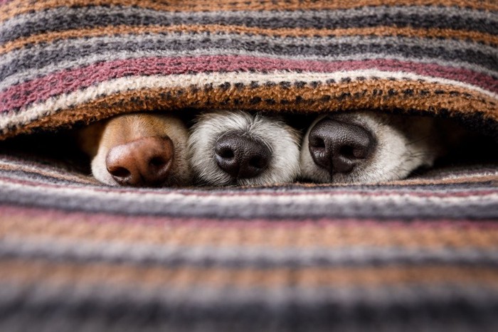 3頭の犬の鼻