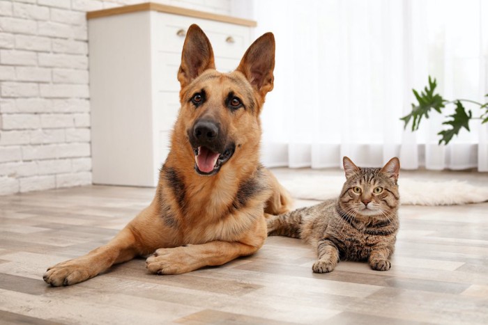 同じ姿勢でくつろぐシェパードと猫