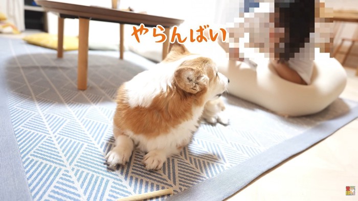 「ガムはやらんぞ!取るなよ!?」