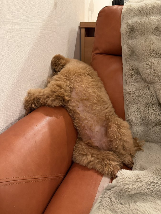 ヤサグレ