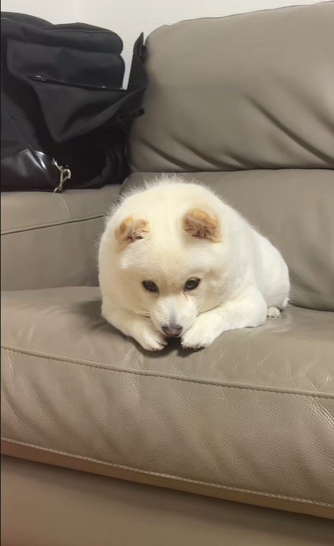 べらちゃんのバースデーソングへの反応2