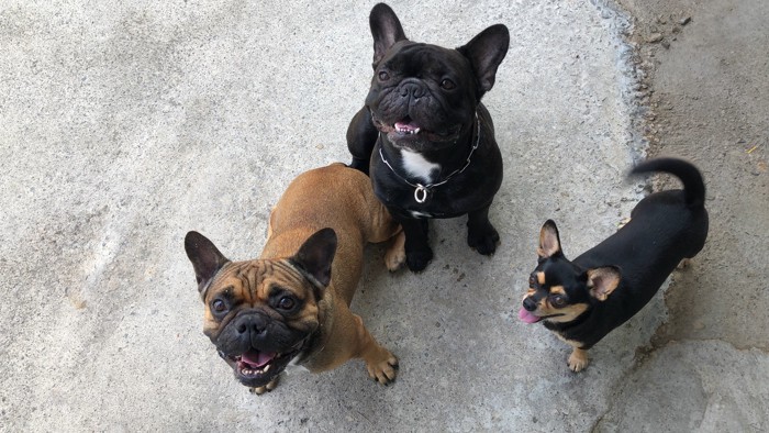 集まって上を見上げるチワワとフレンチブルドッグ