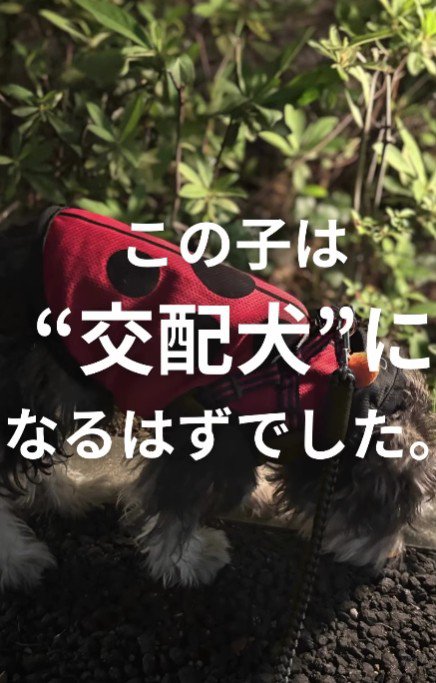 交配犬になるはずだった犬