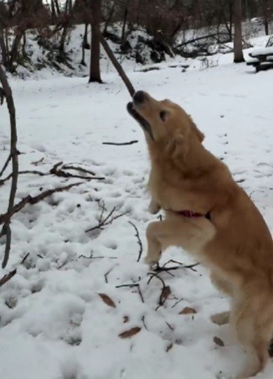 ルッツくんに悲劇が…！