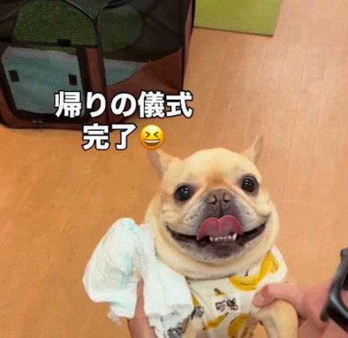 笑顔でカメラを見つめる犬