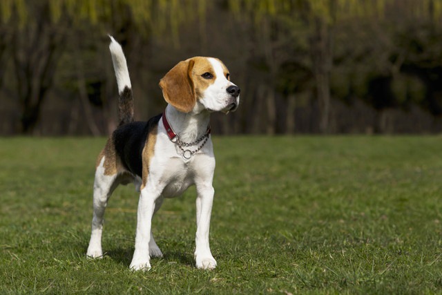 犬の立ち尾