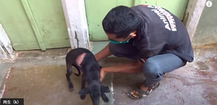 子犬を保護します