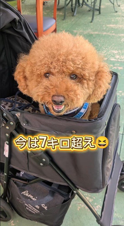 れおん君のビフォーアフター6