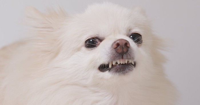歯を剥き出して唸る犬