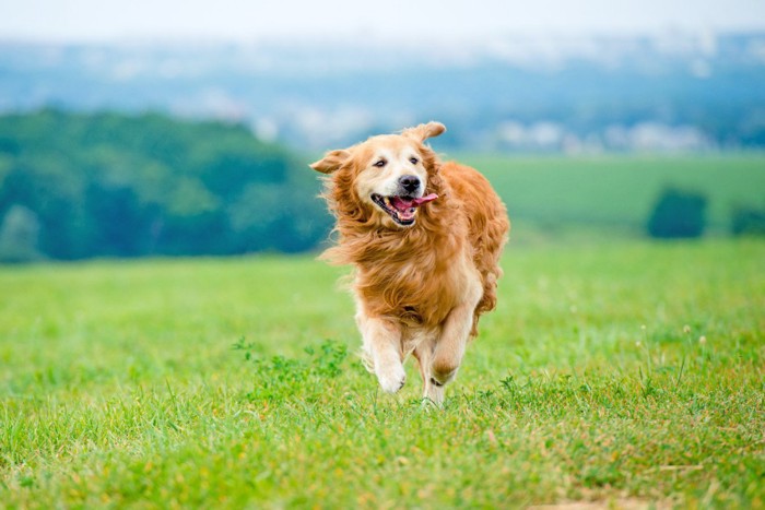 走る犬