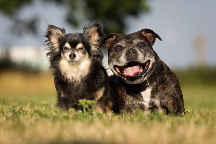 黒い犬、顔の白髪、2匹
