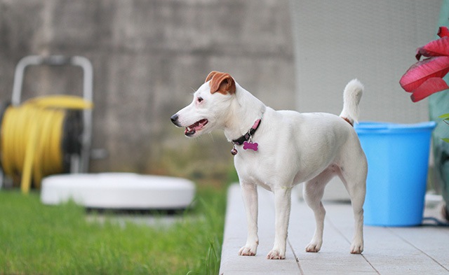 外に出てしまっている犬