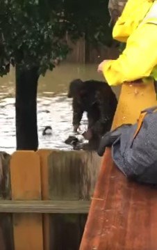 人の方へ泳いできた犬