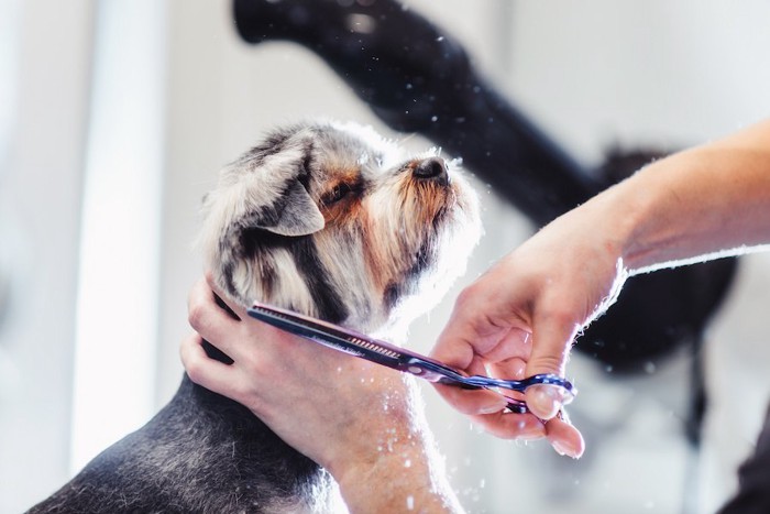 トリミングされている目を閉じた犬