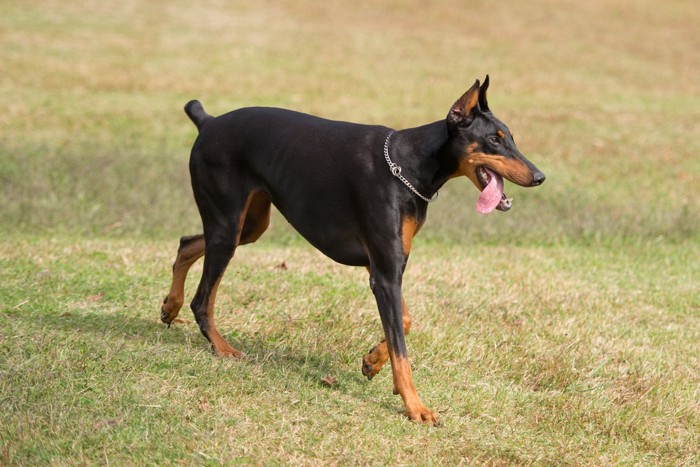 舌を出した犬