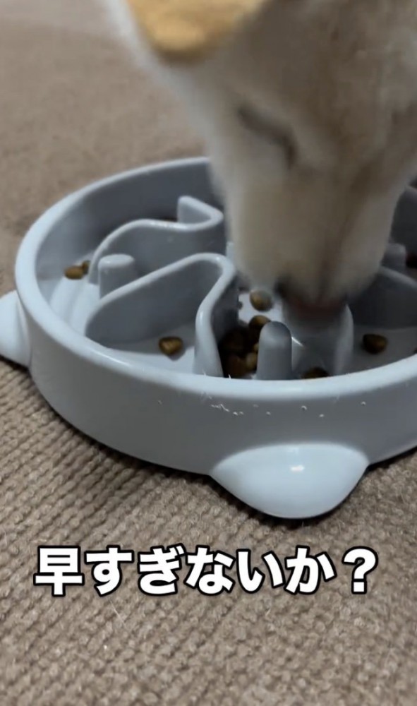もうほぼ完食